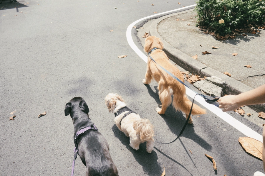 resident walking three cute dogs on leashes throughout a neighborhood